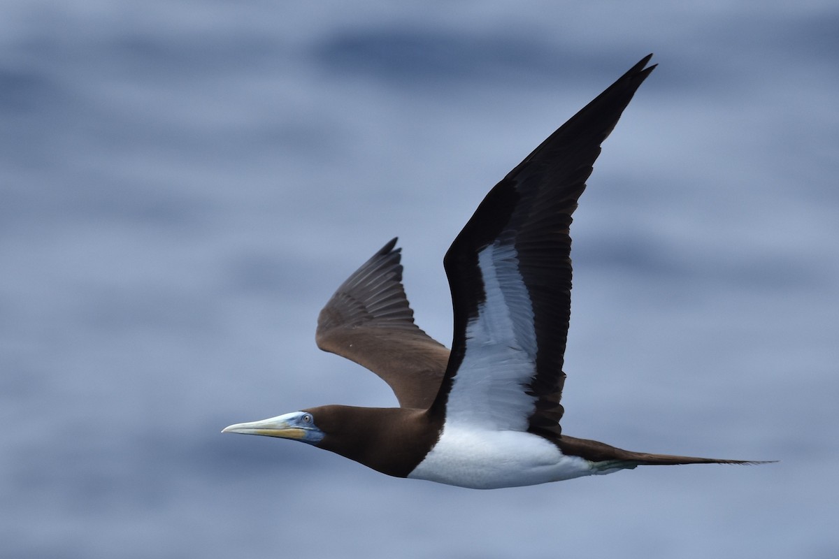 Brown Booby - ML611967326
