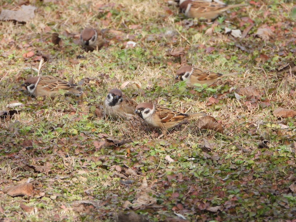 Eurasian Tree Sparrow - ML611967361