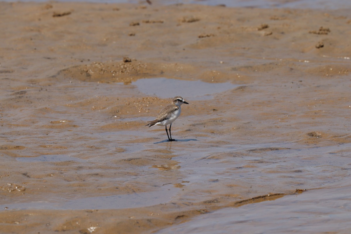 Red-capped Plover - Jenny Melville