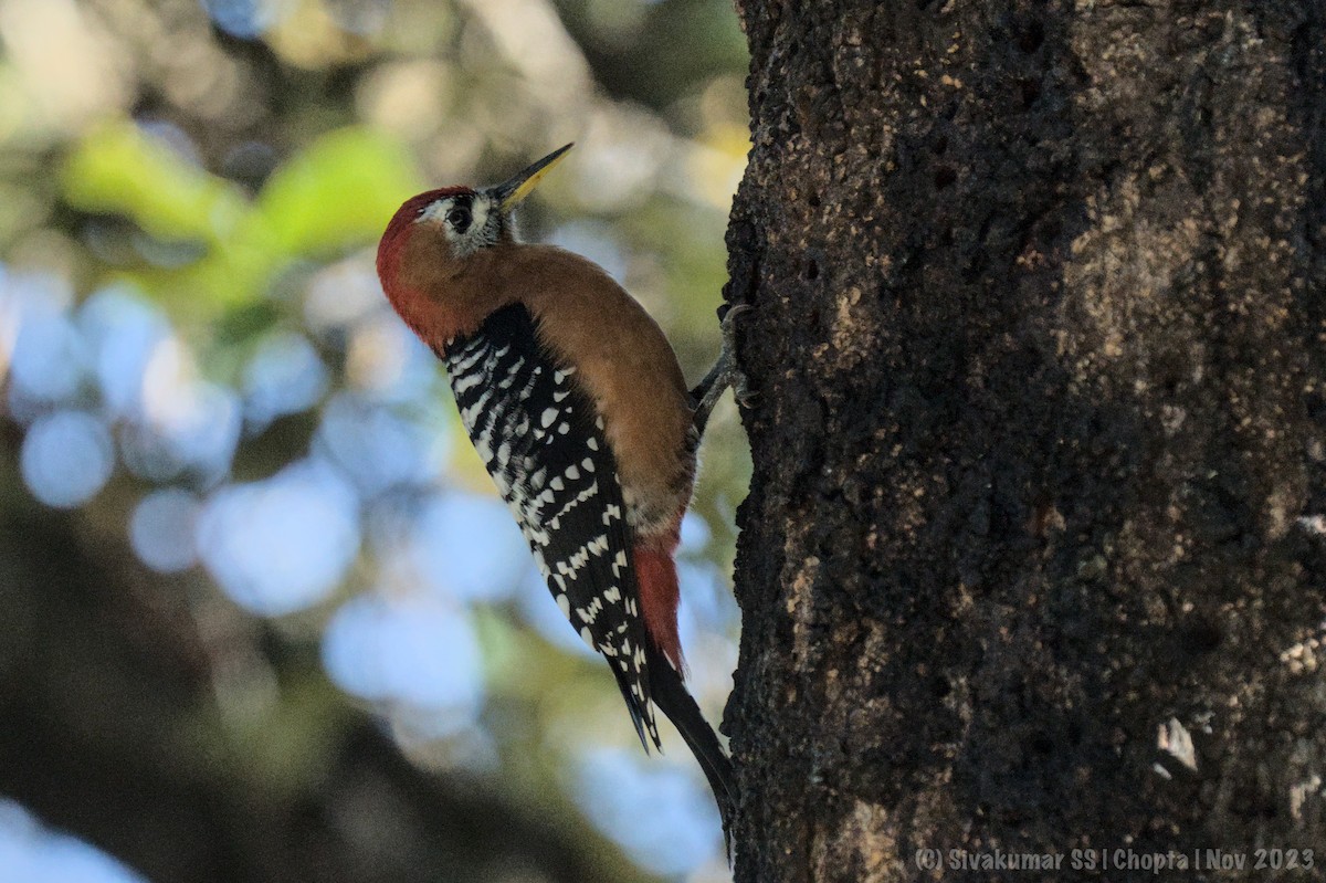 Rufous-bellied Woodpecker - ML611967706