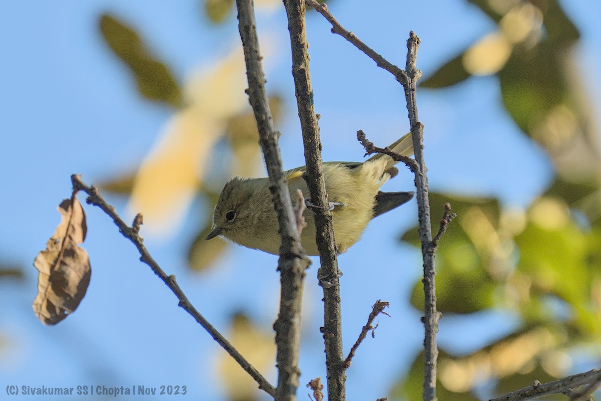 Yellow-browed Tit - ML611967713