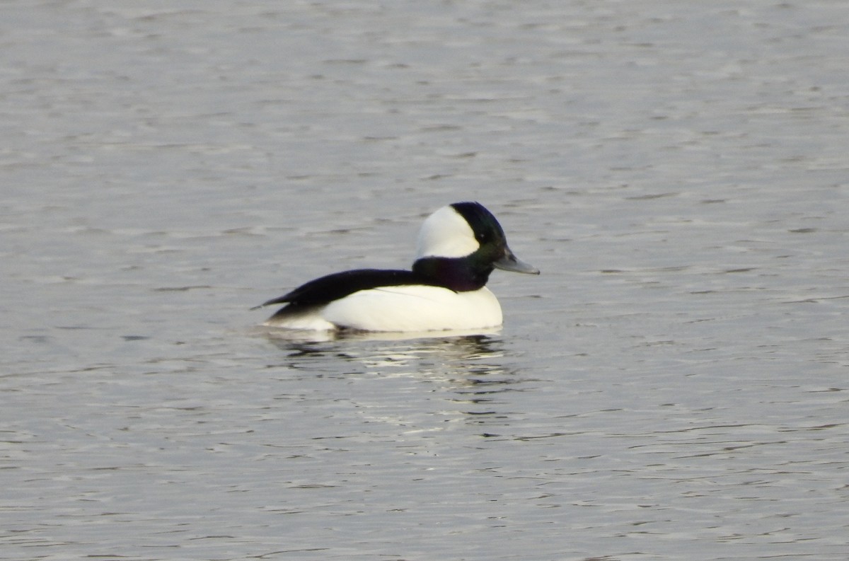 Bufflehead - ML611968139