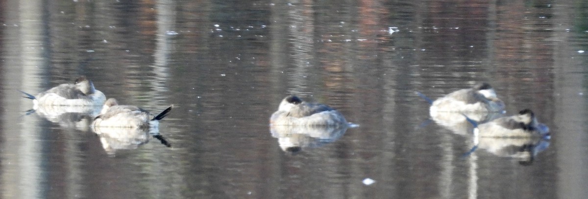 Ruddy Duck - ML611968141