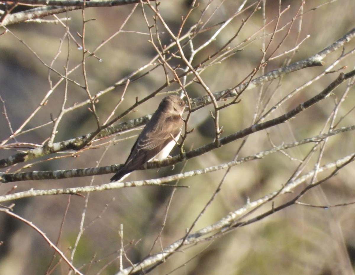 Northern Rough-winged Swallow - ML611968149