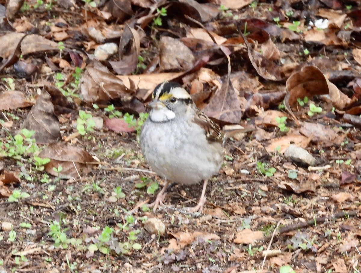 White-throated Sparrow - ML611968162