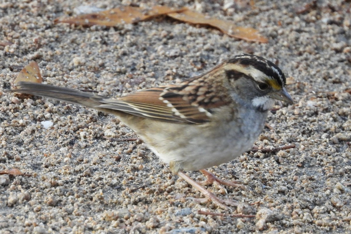 White-throated Sparrow - ML611968163