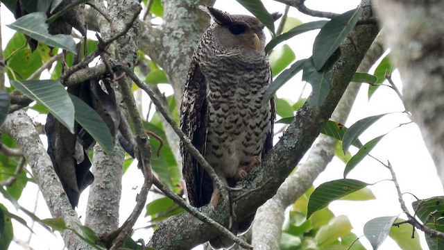 Spot-bellied Eagle-Owl - ML611968219