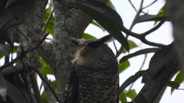 Spot-bellied Eagle-Owl - ML611968220