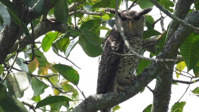 Spot-bellied Eagle-Owl - ML611968222