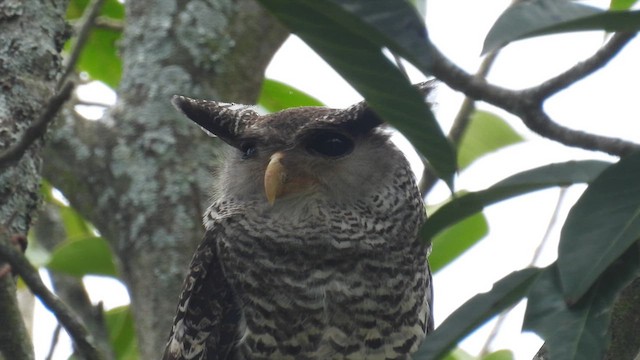 Spot-bellied Eagle-Owl - ML611968224