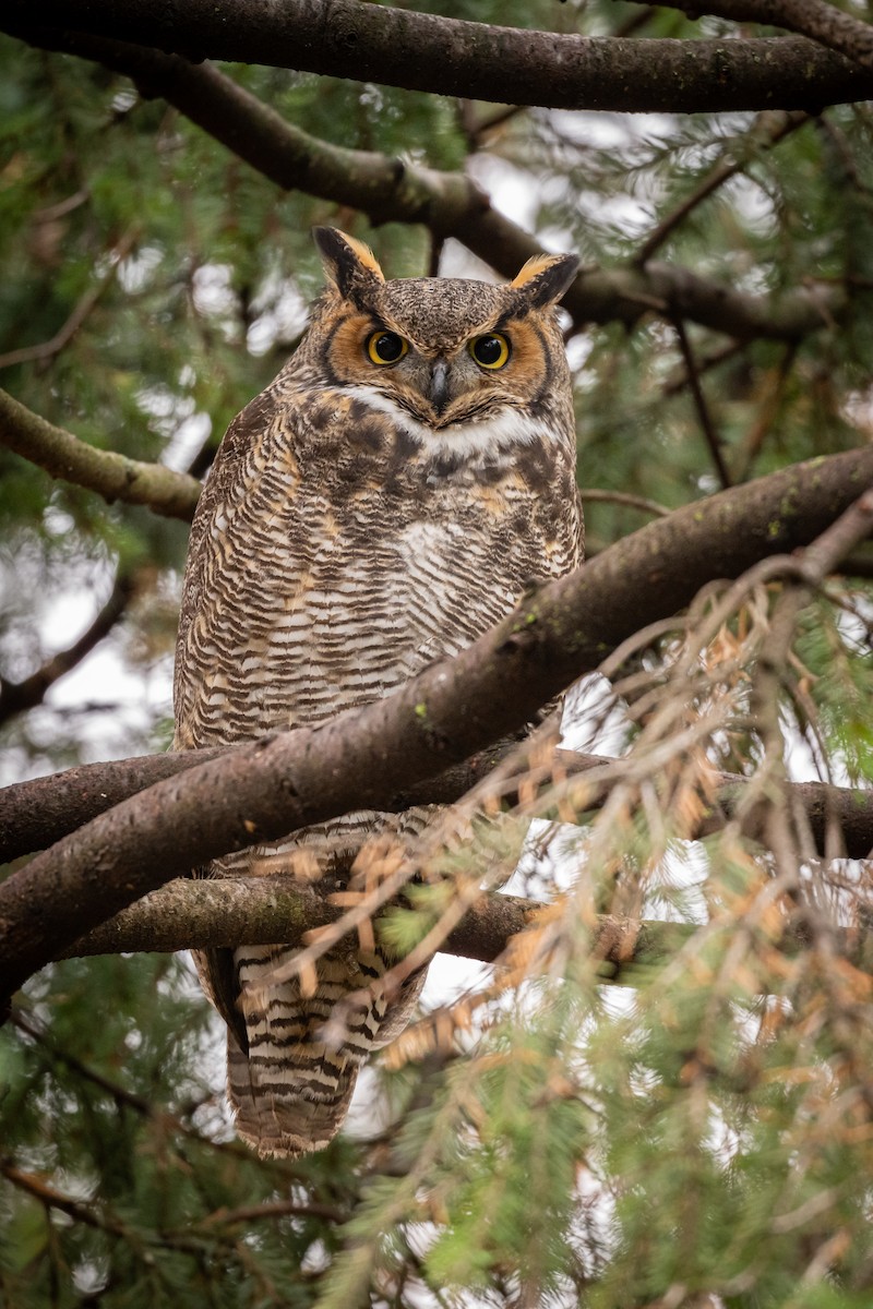 Great Horned Owl - Russ Smith