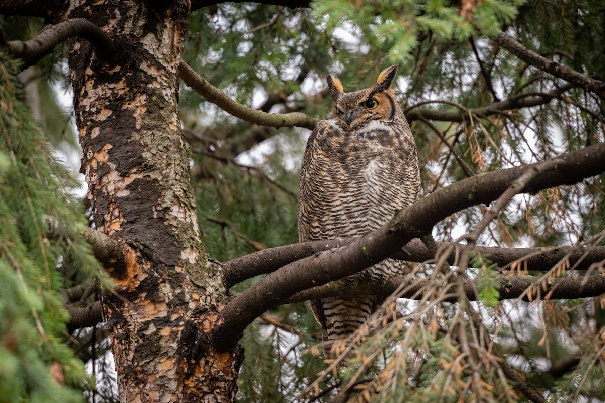 Great Horned Owl - ML611968322