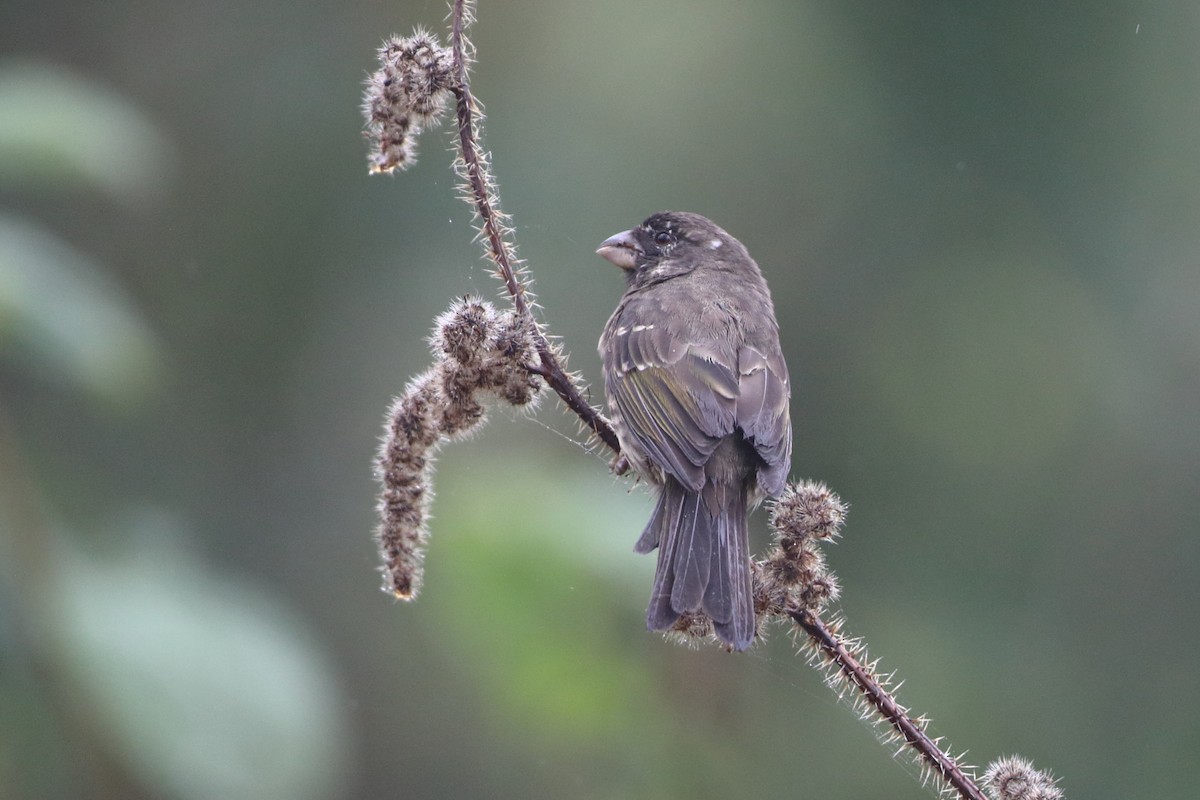 Thick-billed Seedeater - ML611968373