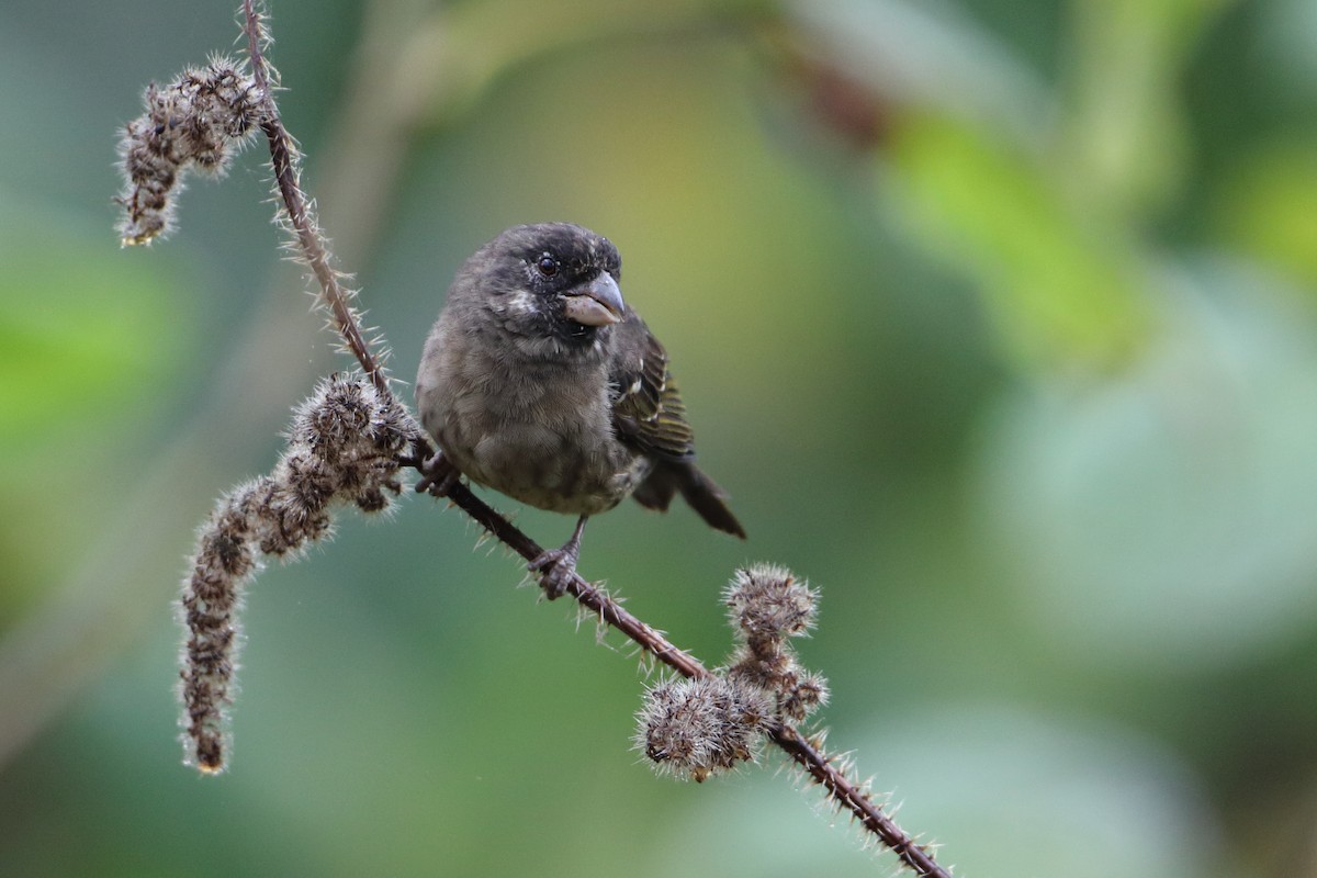 Thick-billed Seedeater - Ohad Sherer