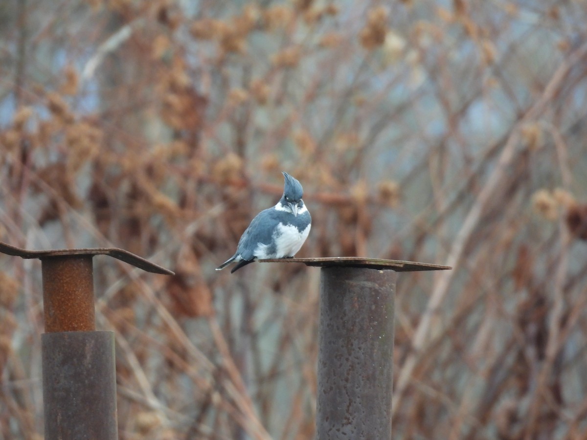 Belted Kingfisher - ML611968878