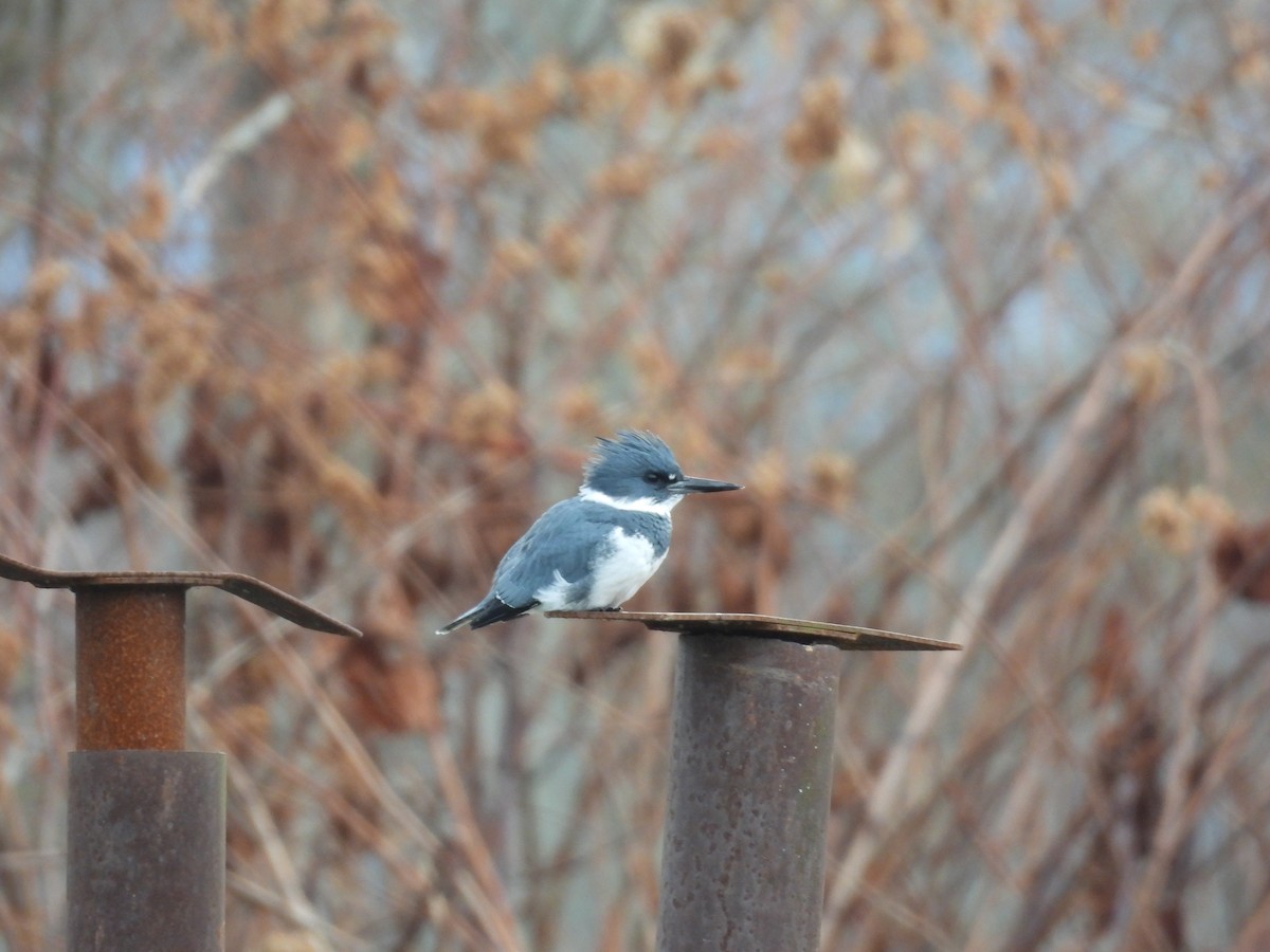 Belted Kingfisher - ML611968879