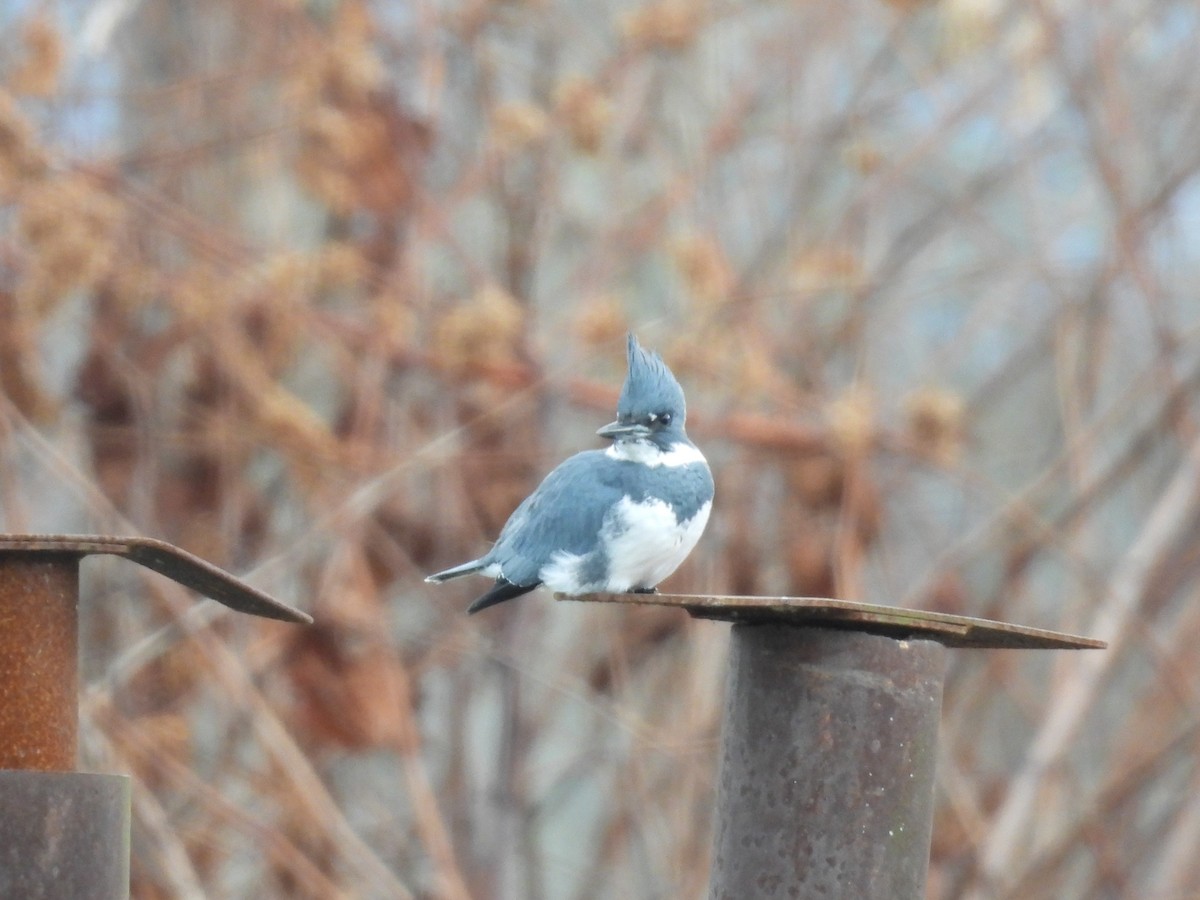 Belted Kingfisher - ML611968880