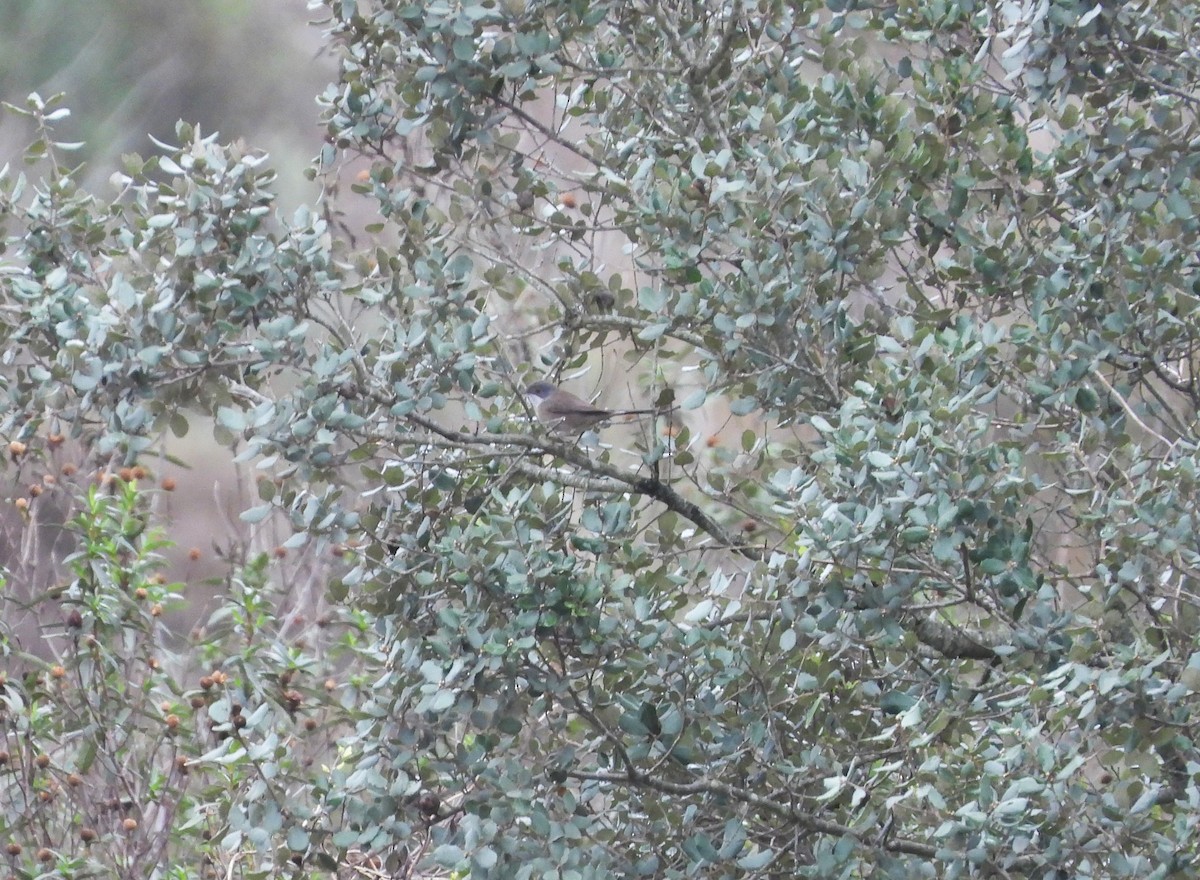 Sardinian Warbler - ML611968908