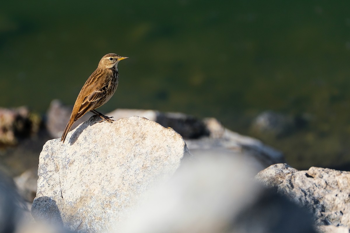 Water Pipit (Western) - ML611969007
