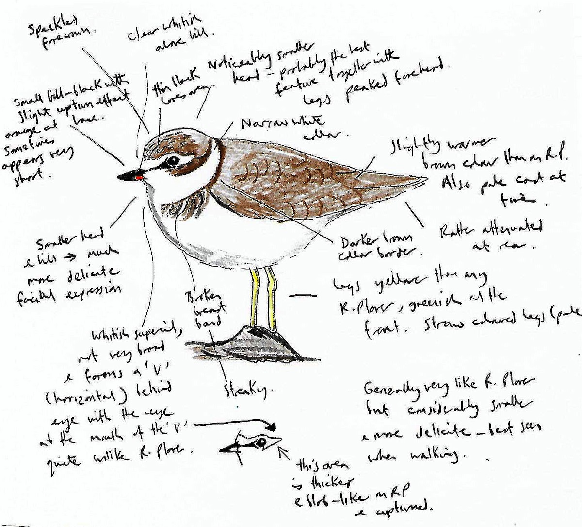 Semipalmated Plover - ML611969494