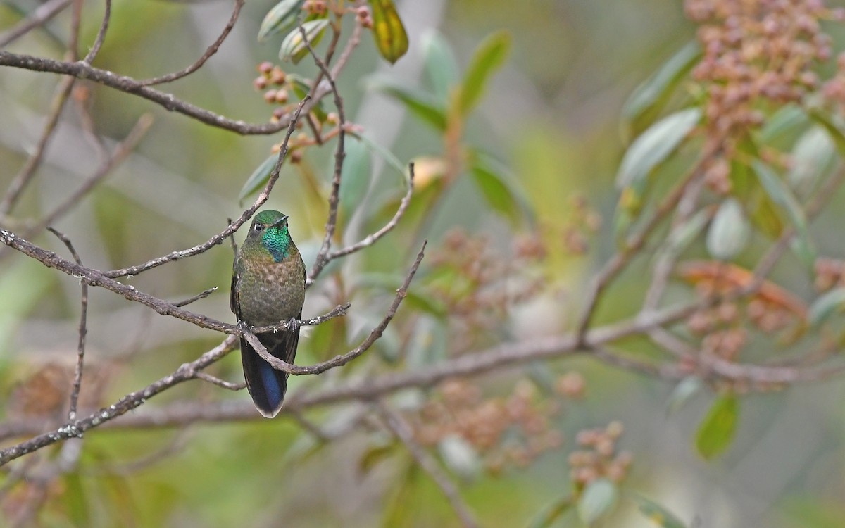 kolibřík šupinkatý - ML611969608