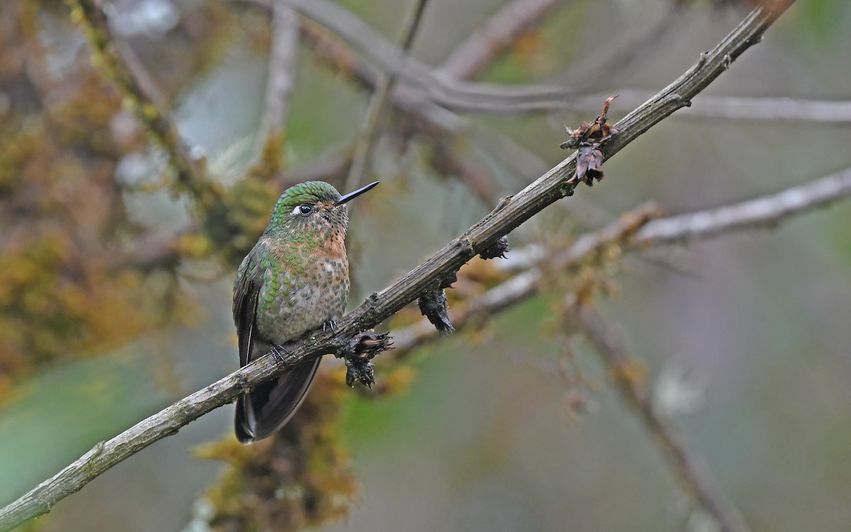 Scaled Metaltail - ML611969642