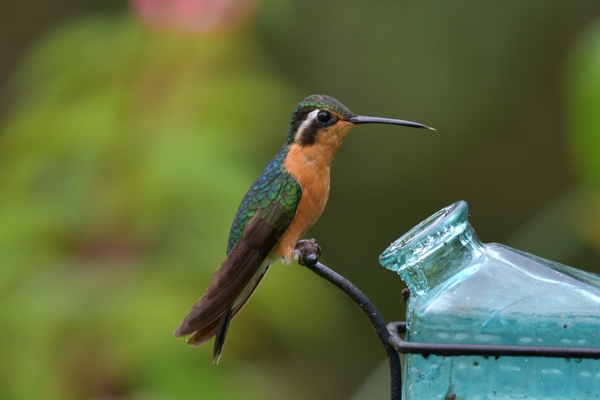 kolibřík fialovohrdlý - ML611969684