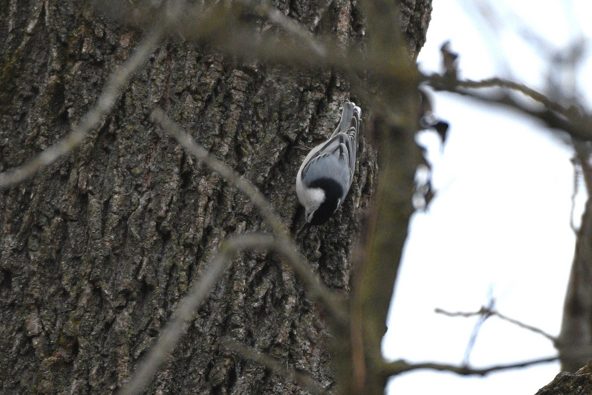 White-breasted Nuthatch - ML611969724