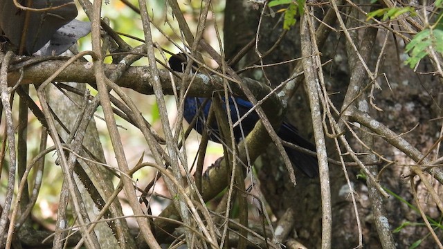 Малабарская синяя птица - ML611969731