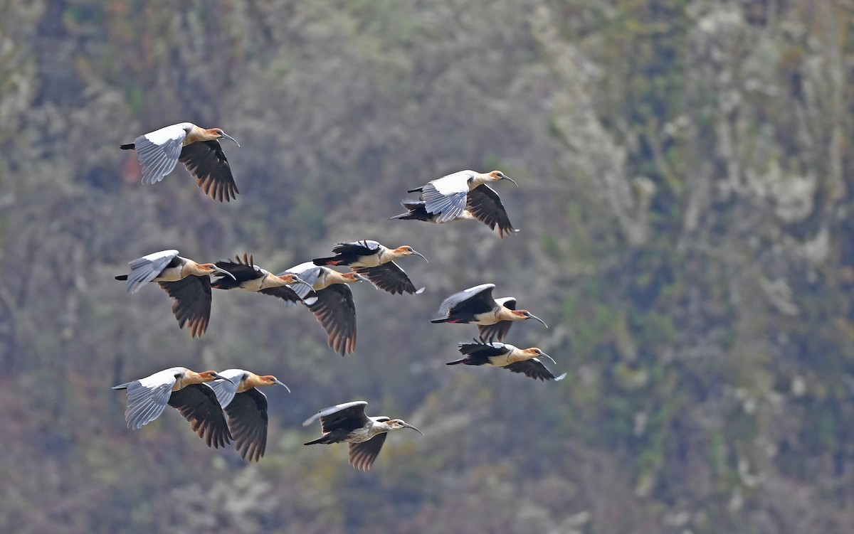 Ibis des Andes - ML611969770