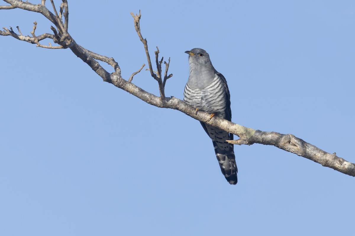 Madagascar Cuckoo - ML611969929