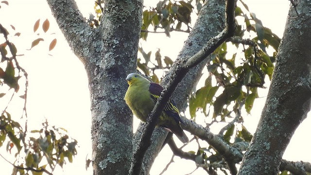 Gray-fronted Green-Pigeon - ML611970026