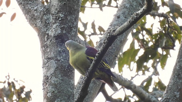 Gray-fronted Green-Pigeon - ML611970075