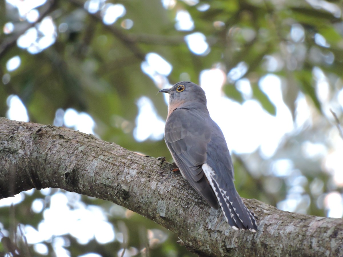 Fan-tailed Cuckoo - ML61197011