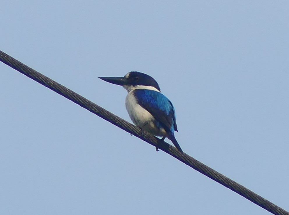 Blue-and-white Kingfisher - ML611970358