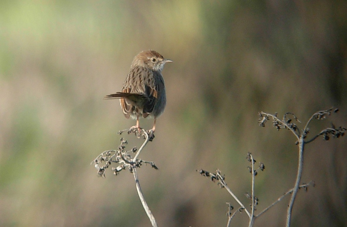 Red-headed Cisticola (Red-headed) - ML611970548