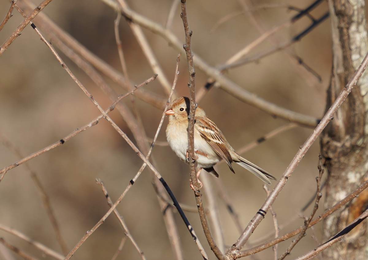 Field Sparrow - ML611970555