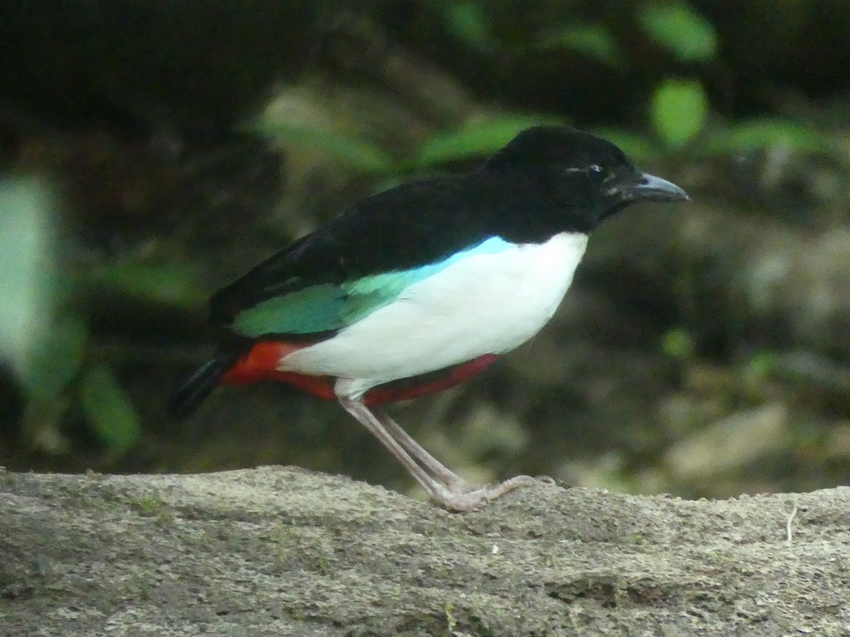 Ivory-breasted Pitta (Ivory-breasted) - Peter Yendle