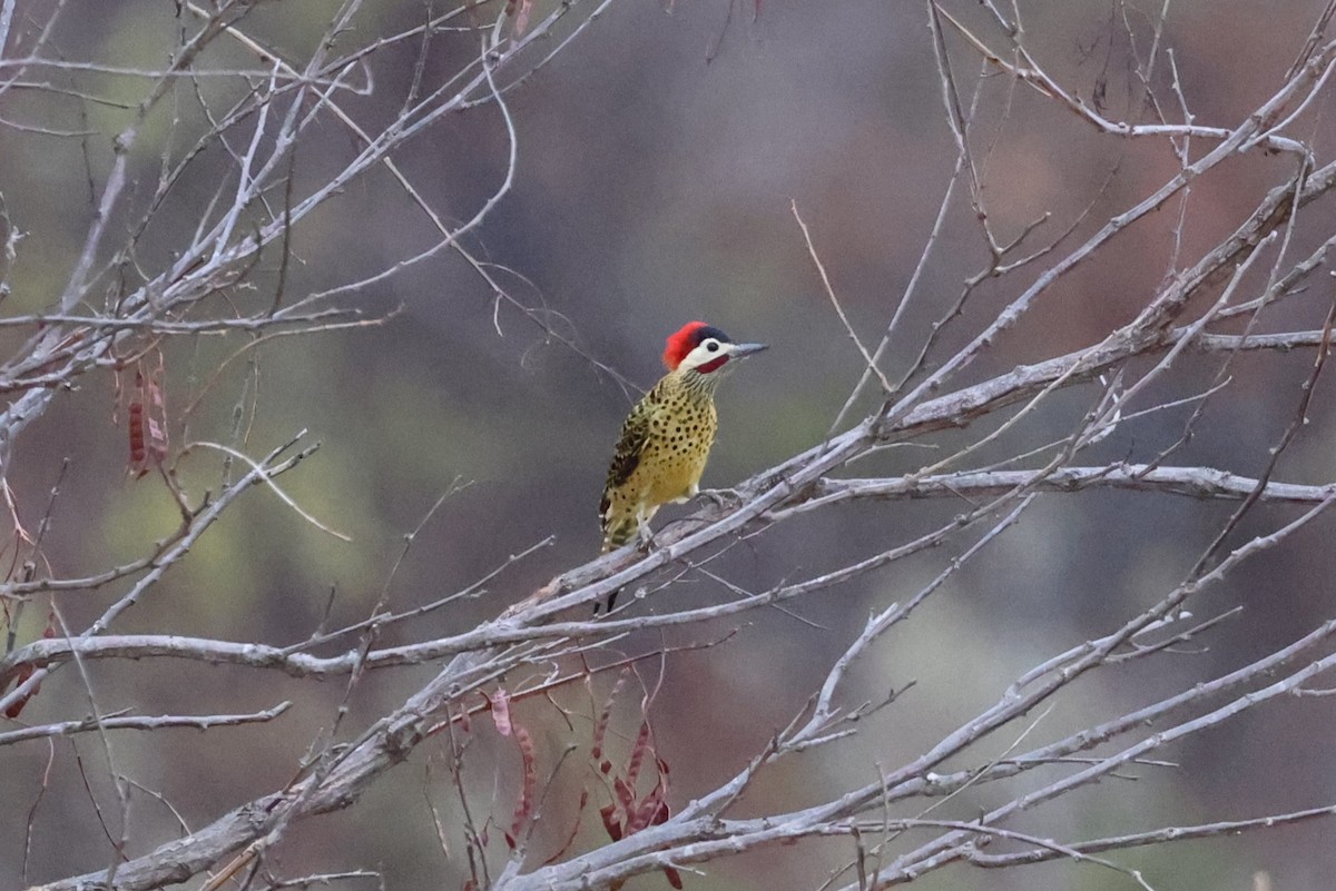 Green-barred Woodpecker (Green-barred) - ML611970658