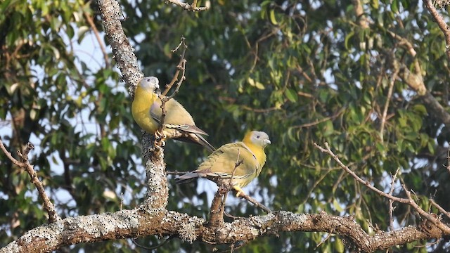 Yellow-footed Green-Pigeon - ML611970719