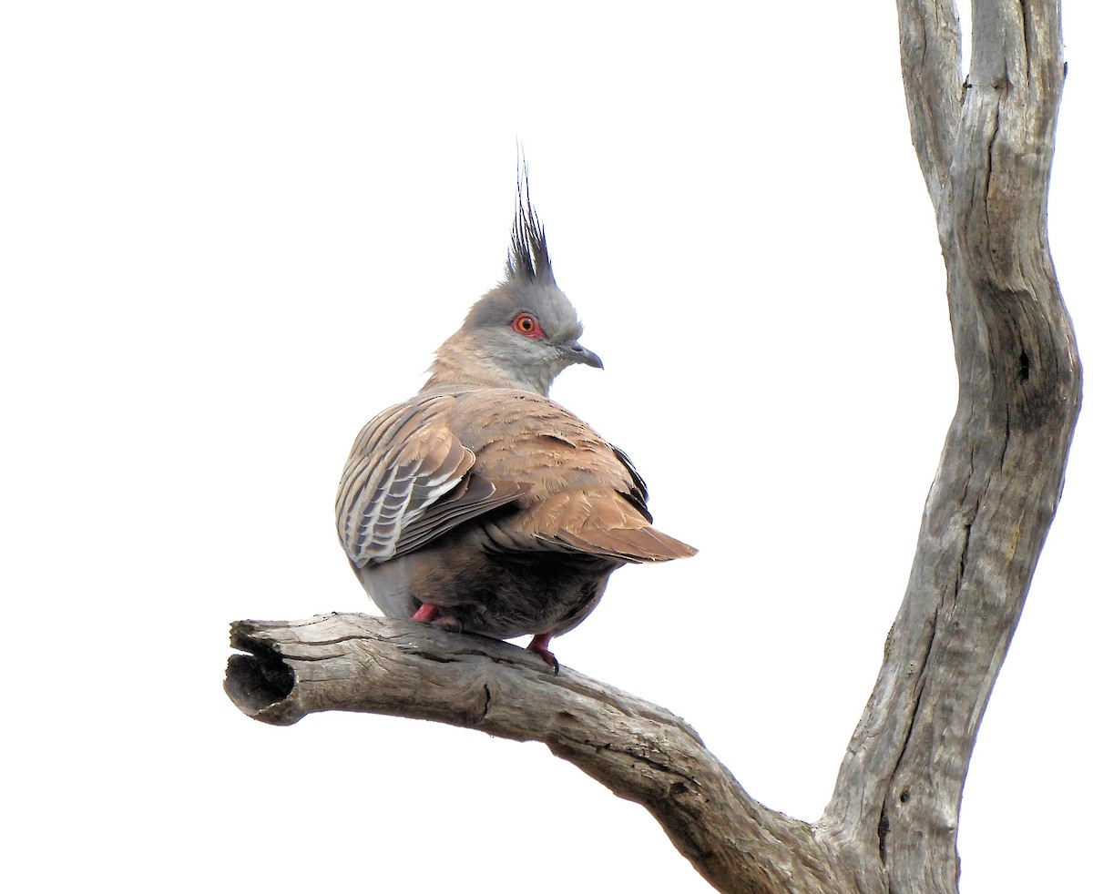 Crested Pigeon - ML611970728