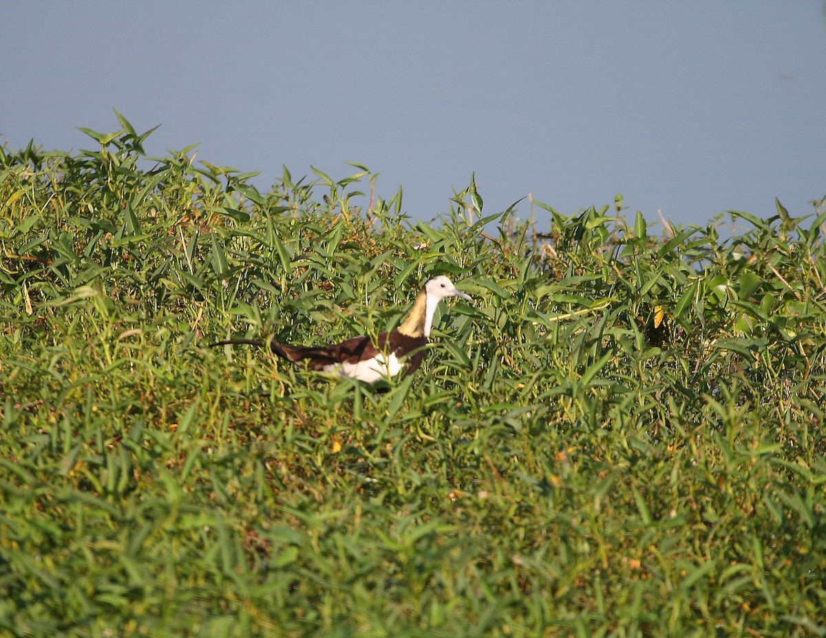 Pheasant-tailed Jacana - ML611971013