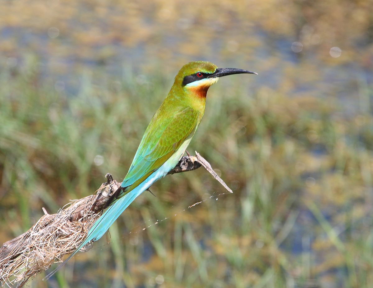 Blue-tailed Bee-eater - Keith Valentine