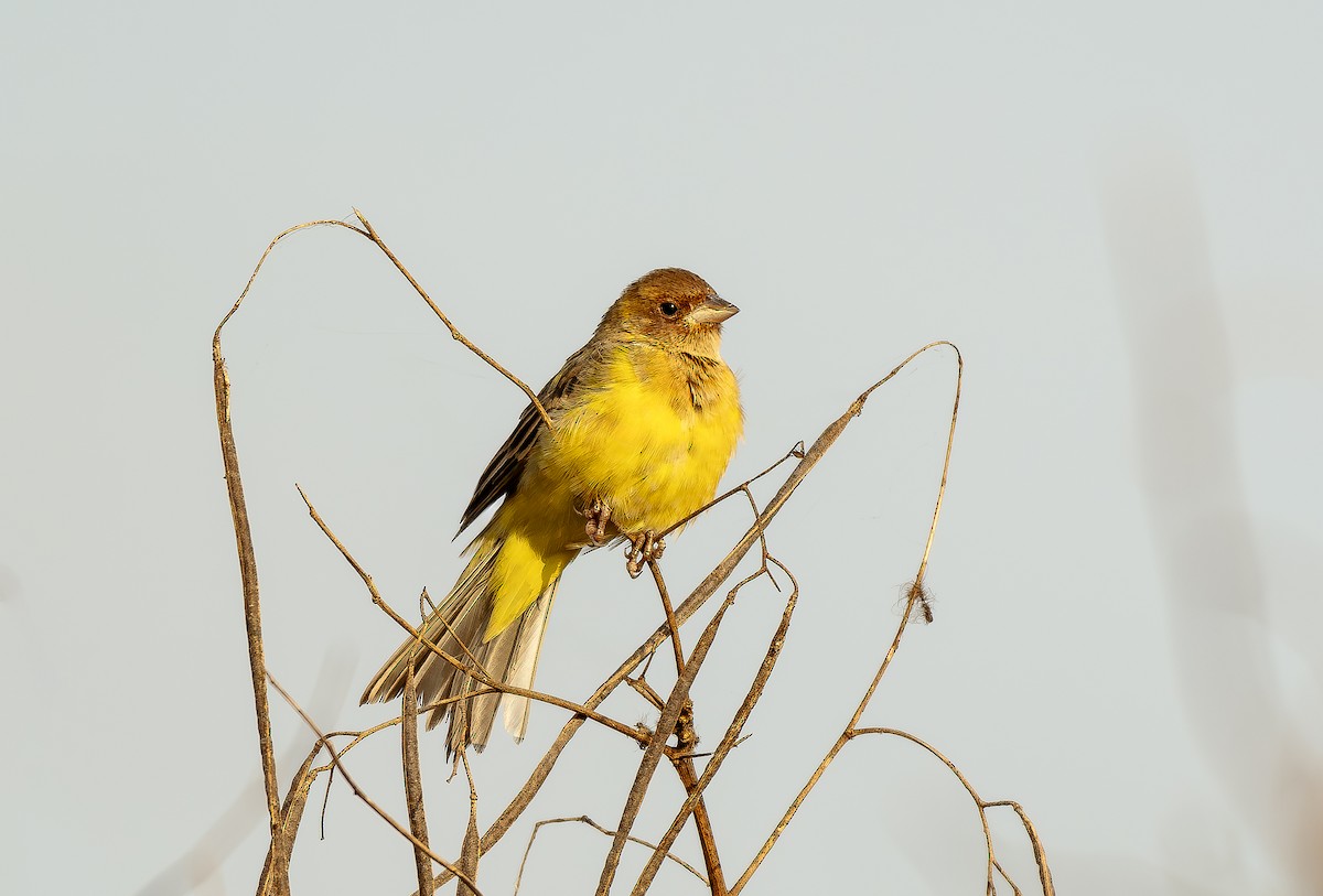 Red-headed Bunting - ML611971122