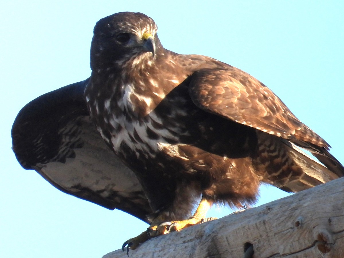 Red-tailed Hawk (Harlan's) - ML611971138