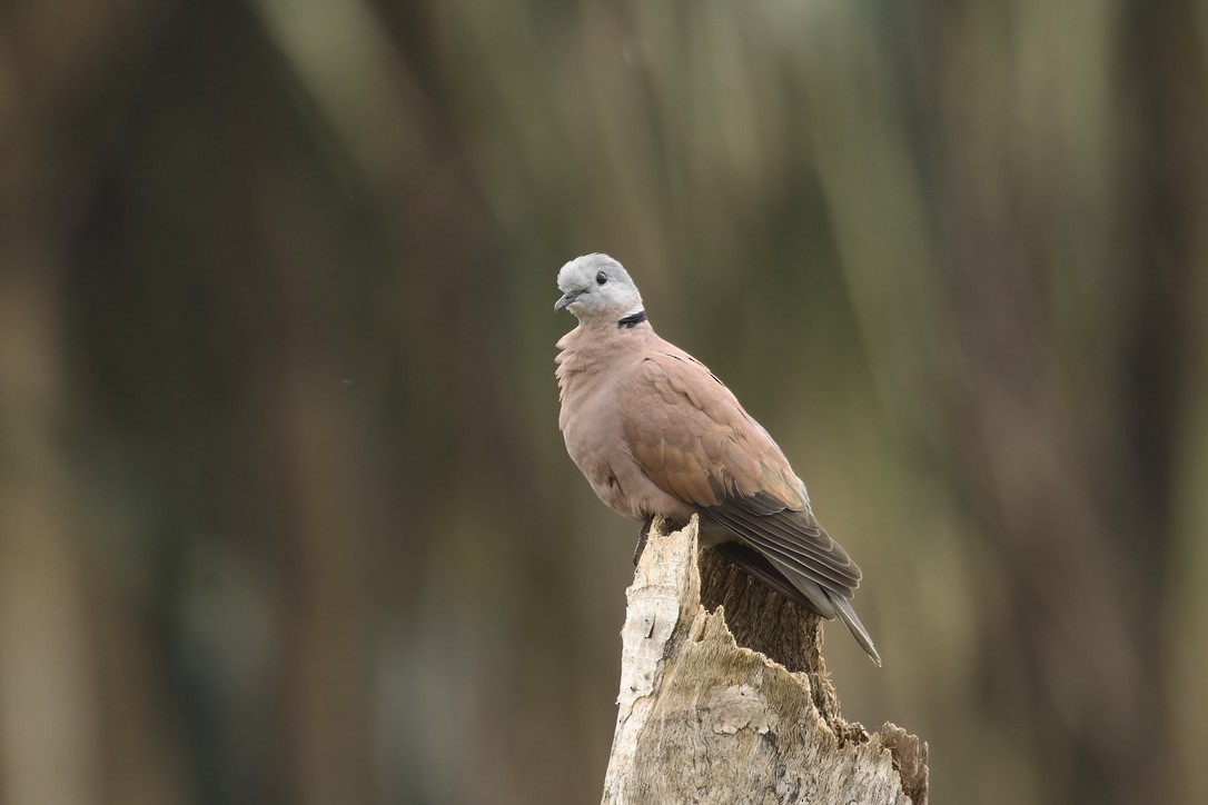 Red Collared-Dove - ML611971163