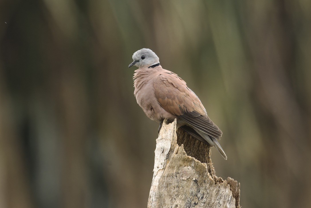 Red Collared-Dove - ML611971164