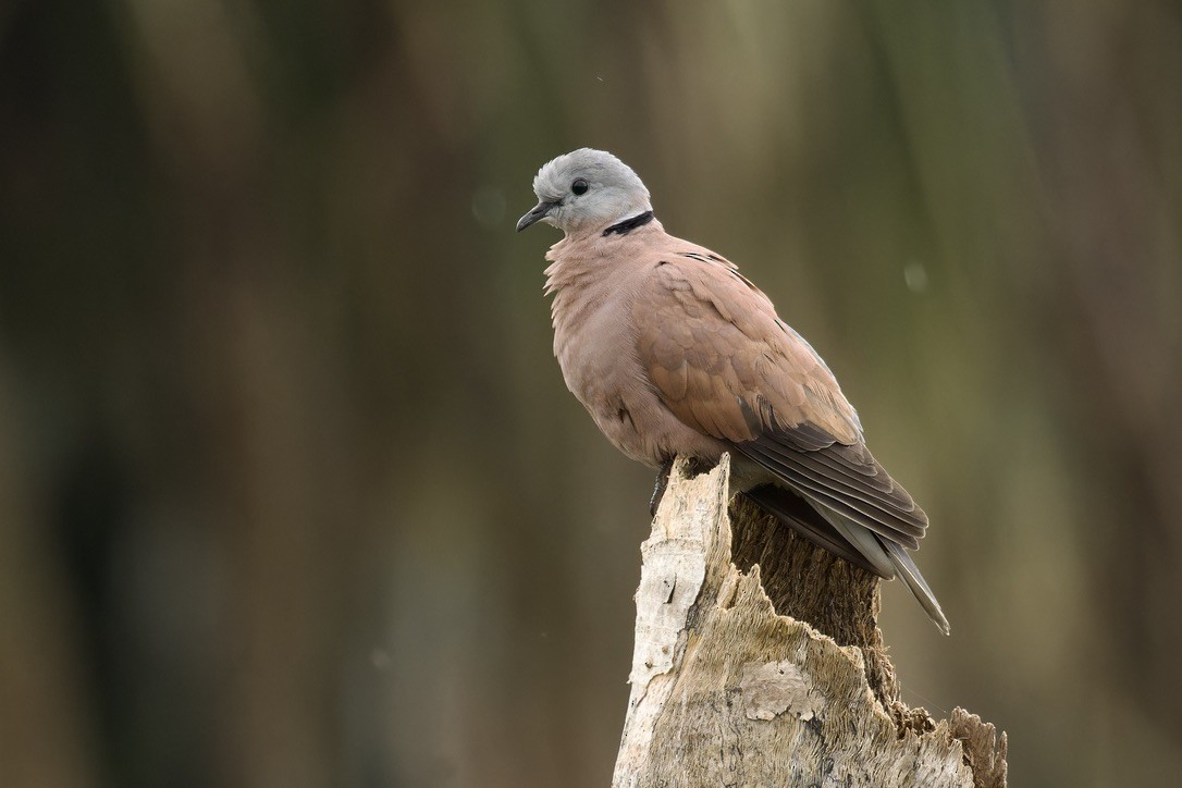 Red Collared-Dove - ML611971165