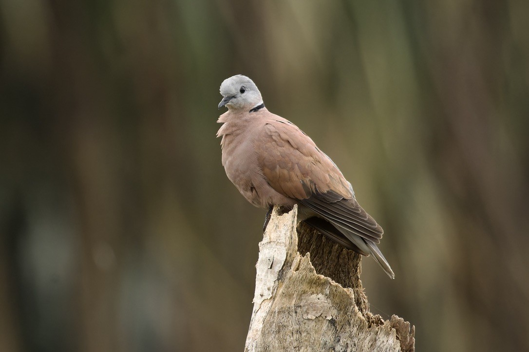 Red Collared-Dove - ML611971166