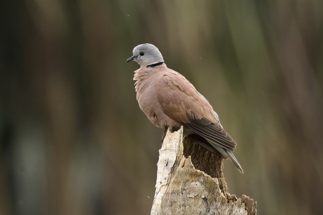 Red Collared-Dove - ML611971167